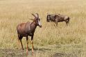 049 Kenia, Masai Mara, lierantilope en gnoe